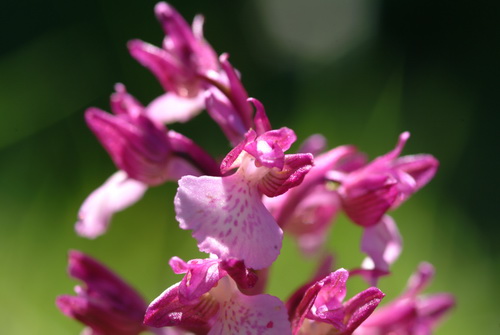Orchis morio x papilionacea bloemaar 1 Santa di Pulsano Gargano.JPG