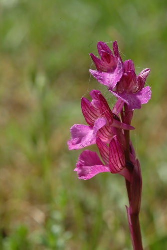 Orchis morio x papilionacea bloemaar Monte Sacro Gargano.JPG