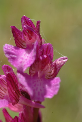 Orchis papilionacea hybrid close up 1 Monte Sacro Gargano.JPG