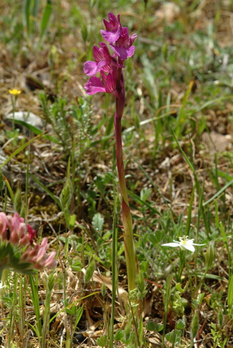 Orchis papilionacea hybrid hele plant Monte Sacro Gargano.JPG