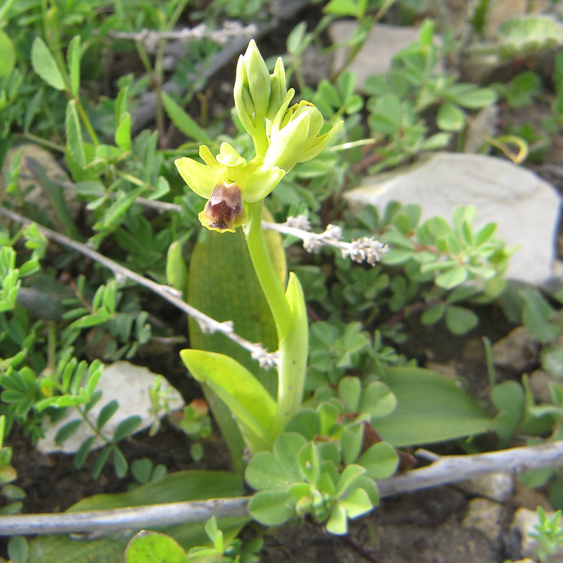 Ophrys-melena_0512.jpg