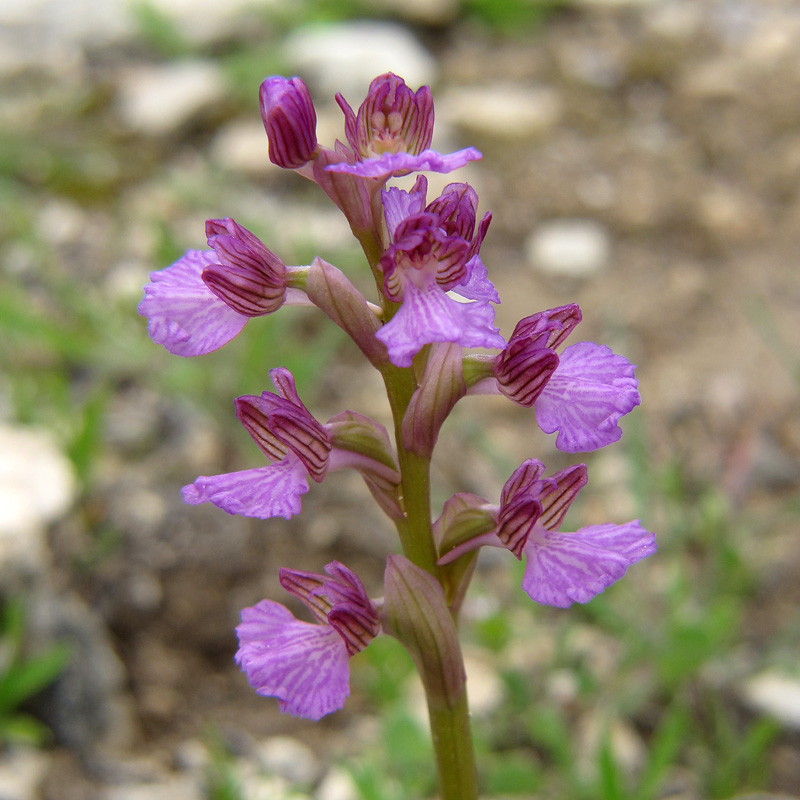Orchis-caspia_0560.jpg