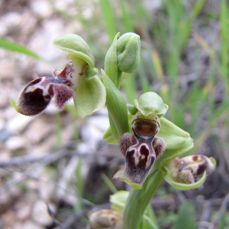 Ophrys-attica_0286.jpg