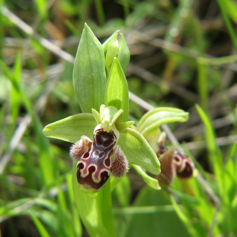 Ophrys-rodia_0639.jpg