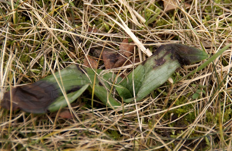 Bokkenorchis rozet nr.9 met vorstschade