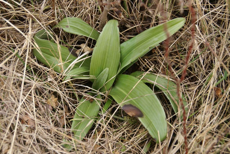 Bokkenorchis, 4 rozetten, Velsen 24 feb 2010