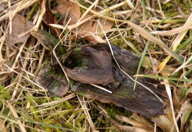Bokkenorchisrozet nr.34 vorstschade 24feb2010