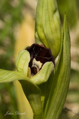 JD_insectiferaxfuciflora_20080511_0659.jpg