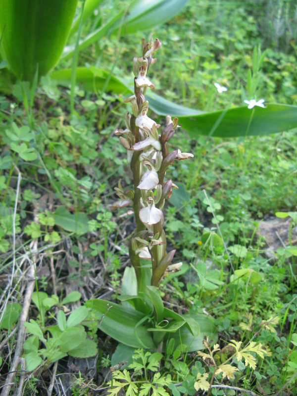 IMG_8070 plant.jpg