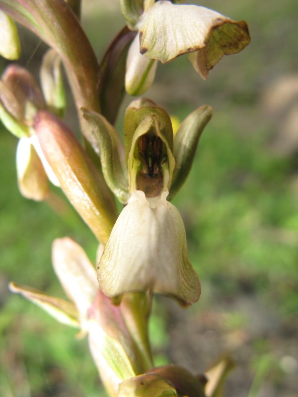 IMG_8036 bloem.jpg