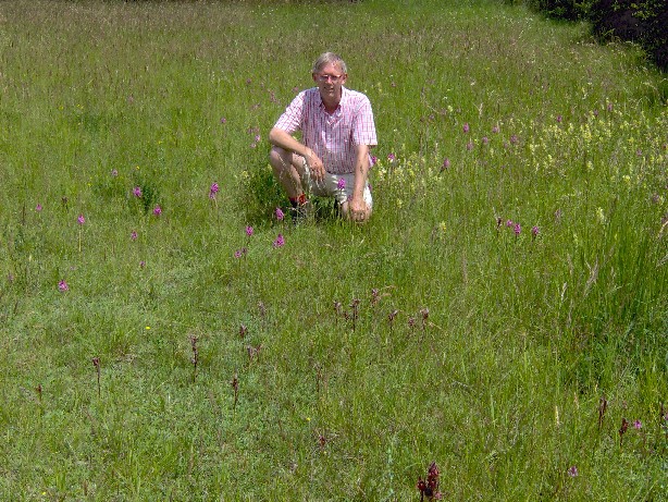 Orchideeënveld3.jpg