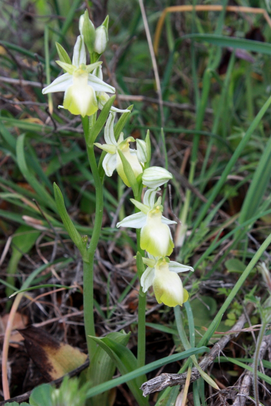 O. ferrum-equinum f. chlorantha Ag. Isidoros 060409 RO80.jpg