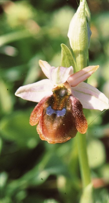 O. ferrum-equinum subsp. lucis Apollona 110307 RO6 .jpg