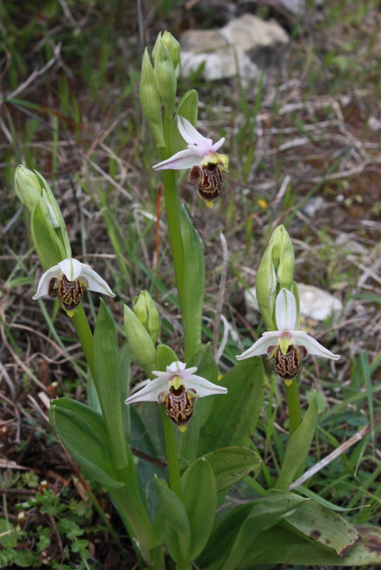 O. heldreichii ssp. polyxo Lardos-Laerma 010409 RO136 (3).jpg