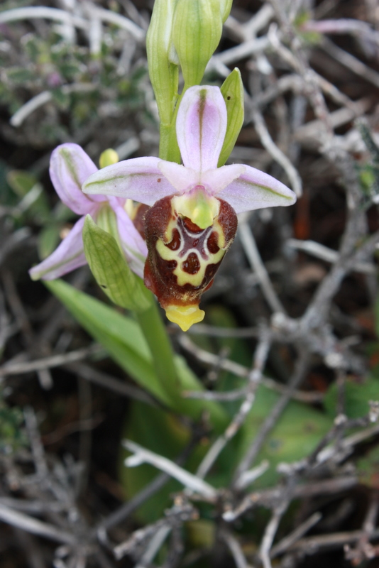 O. holocerica ssp. halia Messanagros-Arnitha 050409 RO121 (6).jpg
