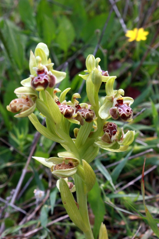 O. scolopax ssp. rhodia Falaraki Pr. Moni Amos 190409 RO211 (4).jpg