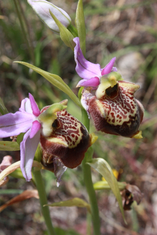 O. holocericea ssp. colossaea Haraki 250409 RO102 (15).jpg