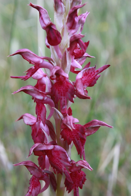 A. coriophora ssp. fragrans x A. sancta  Moni Konstantinou 290409 RO226-3.jpg
