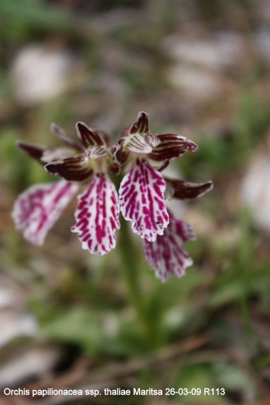 A. papilionacea ssp. thaliae Maritsa 260309 RO113 060 (4).jpg