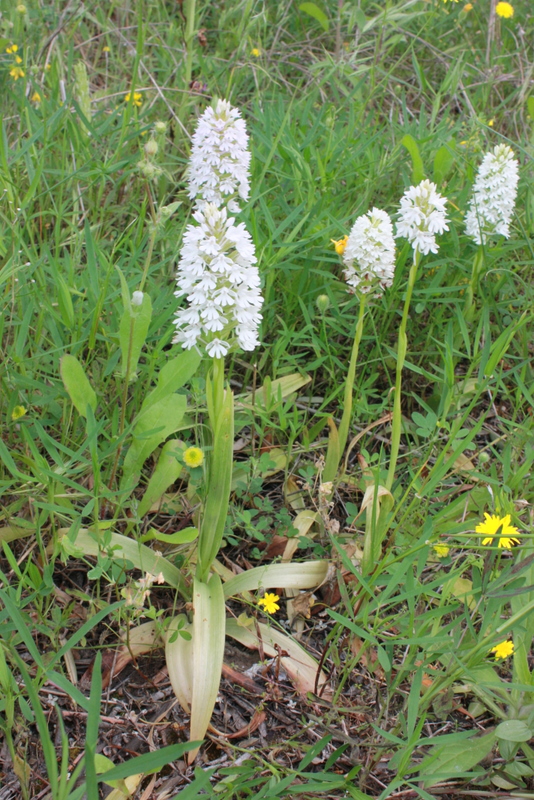 A. pyramidalis fo. albiflora Haraki 1400409 RO102 (8).jpg