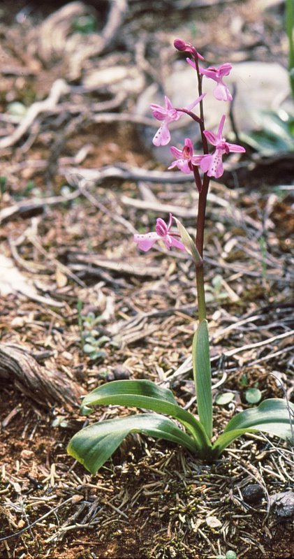 Orchis anatolica Avandou RO2 2007-2.jpg