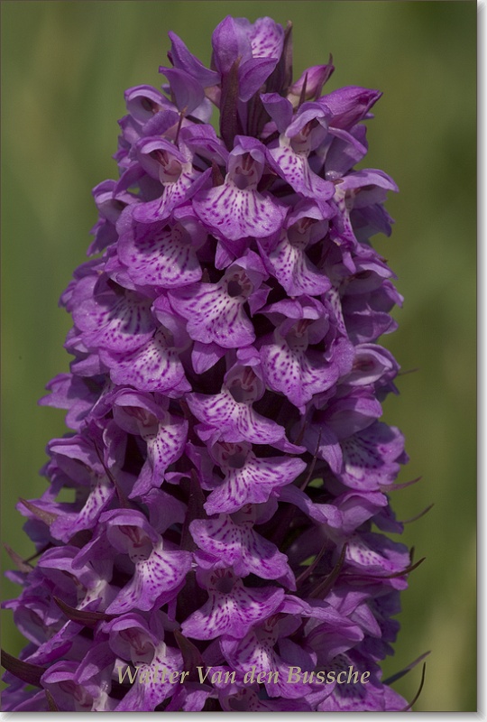 sized__IGP4849.JPG