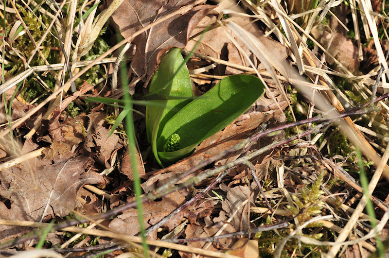 Grote keverorchis.jpg