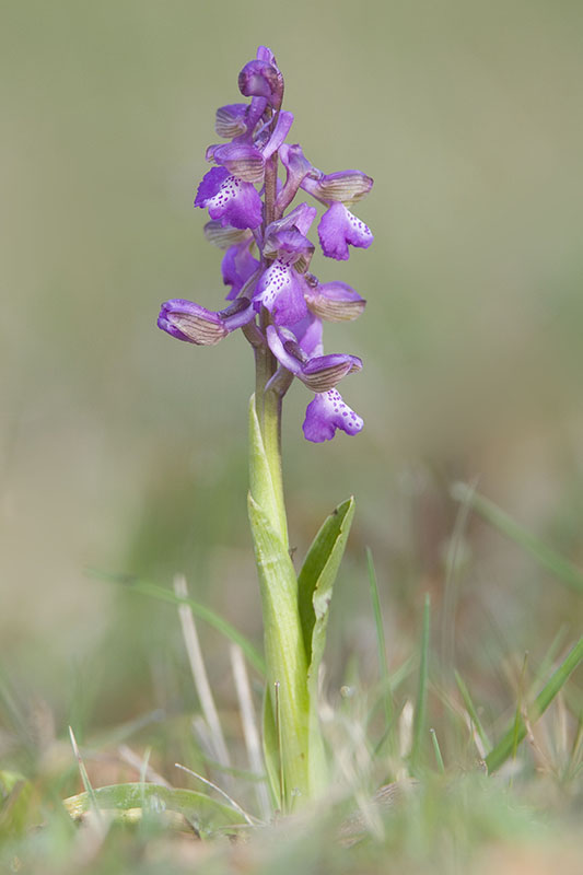 Orchis morio - 24-4-2010.jpg