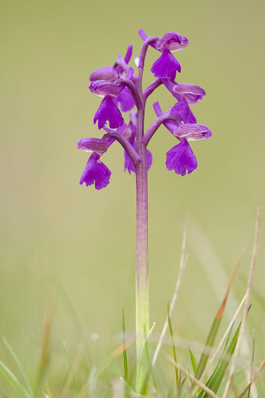Anacamptis morio.jpg