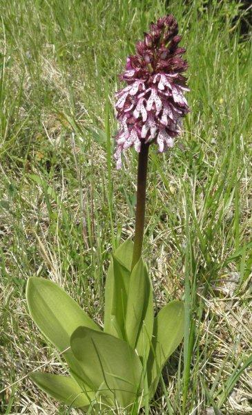 P4290049 purperorchis.jpg