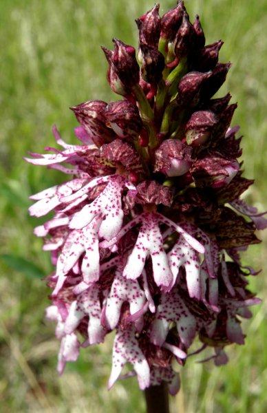 P4290056 purperorchis.jpg