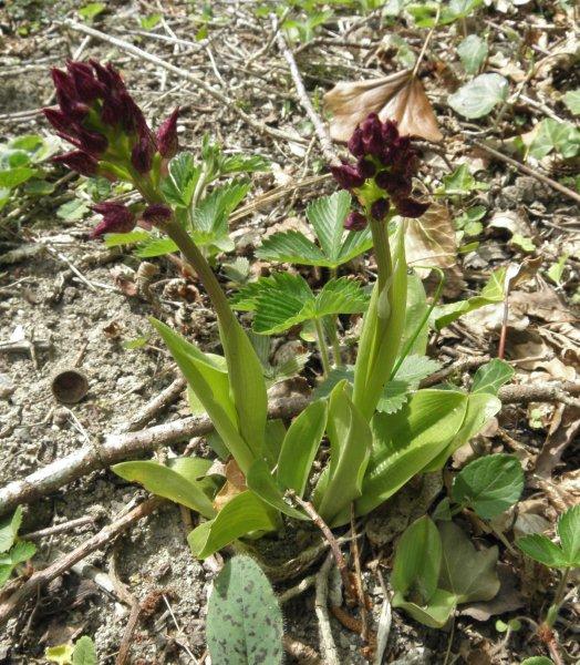 P4290089 orchis onbekend.jpg