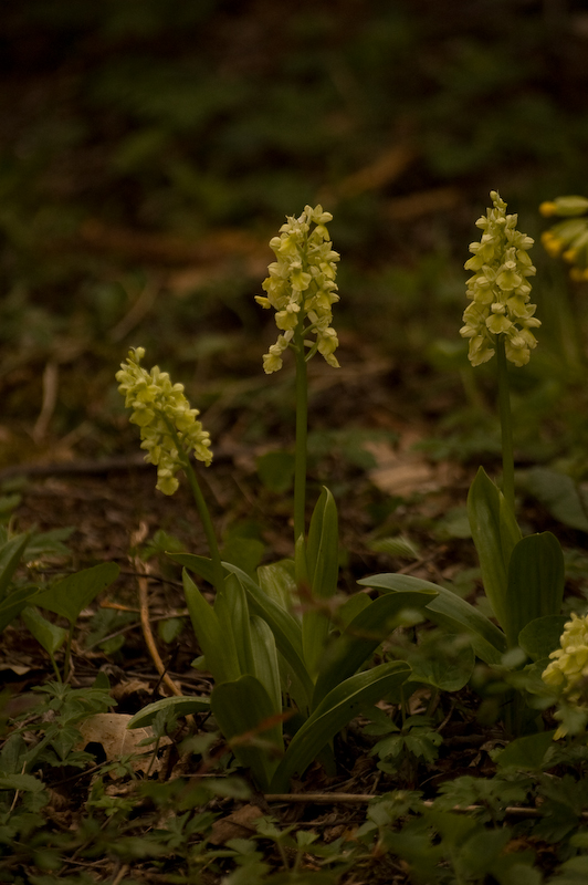 orchis_pallens.jpg