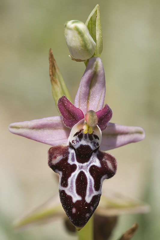 Ophrys cretica belonae.jpg