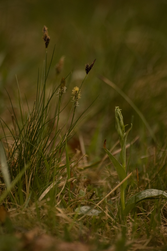 c. viride-1.jpg