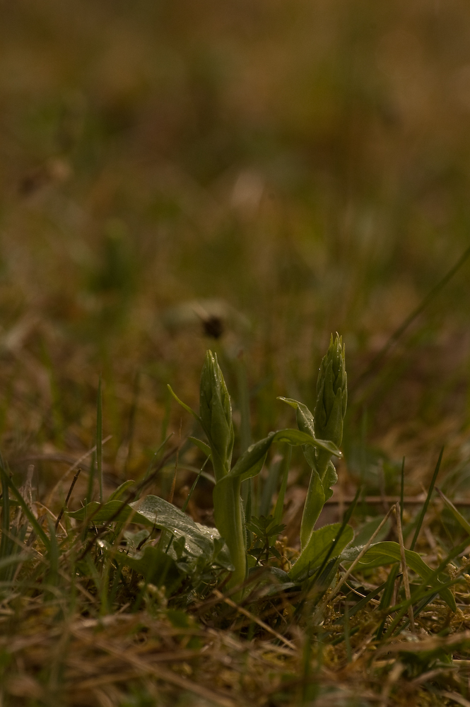 c. viride-1-2.jpg