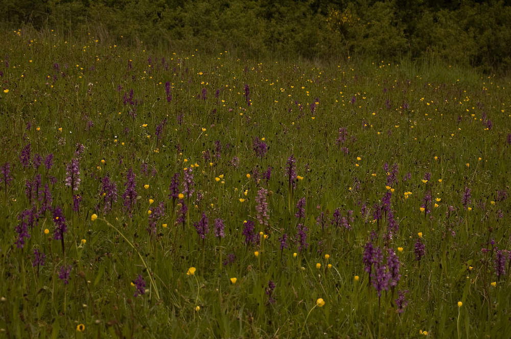 belgië - frankrijk-1-4.jpg