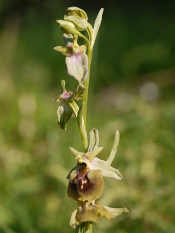 parvimaculata x neglecta?