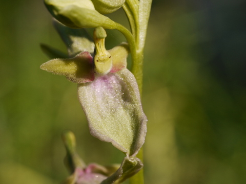 parvimaculata x neglecta (?) met onvolledige bloem