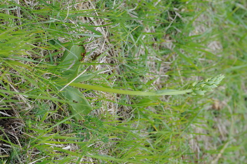 100513 Gaume_0064.JPG