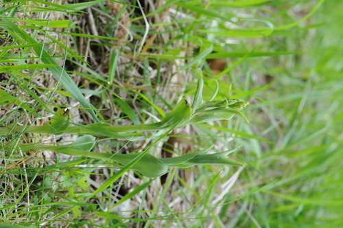 100513 Gaume_0073.JPG