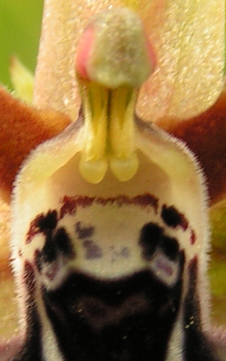 O cretica 05.JPG
