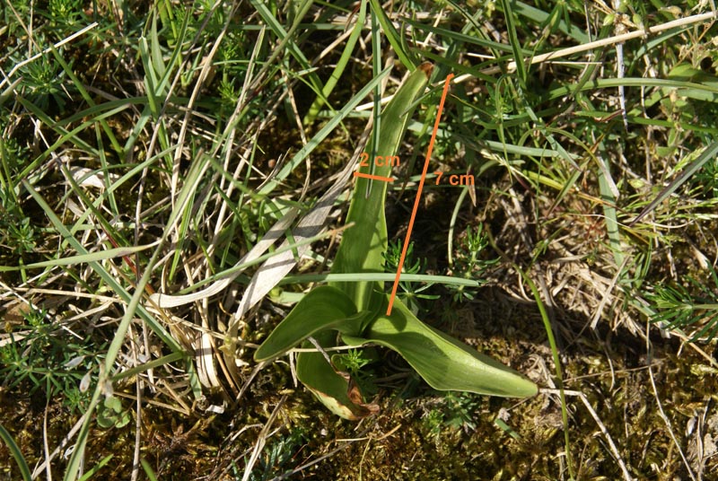 Orchis militaris?? (D&KrBerg 18-5-10)