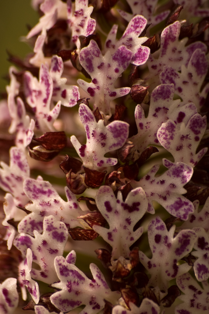 purperorchis-1-2.jpg
