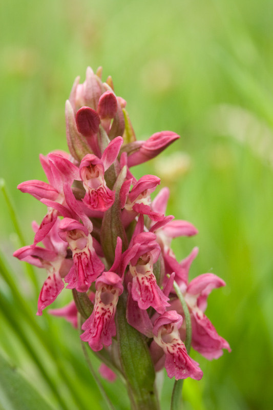 coccinea-5.jpg
