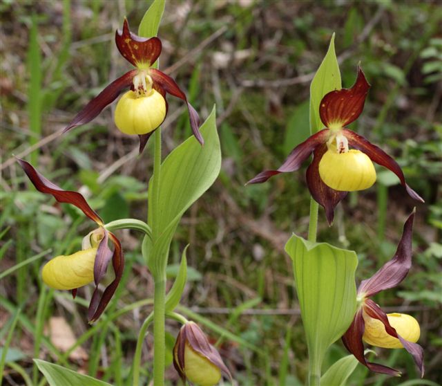 cypripedium.JPG