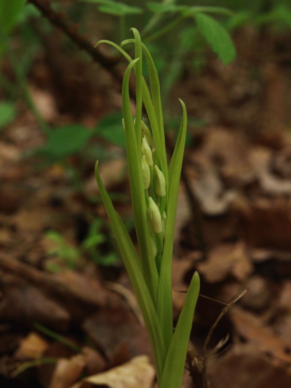 C. longifolia Diever 26-05-10 (1b).jpg