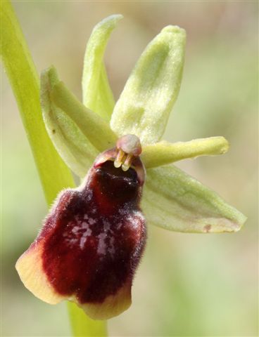ophrys.JPG