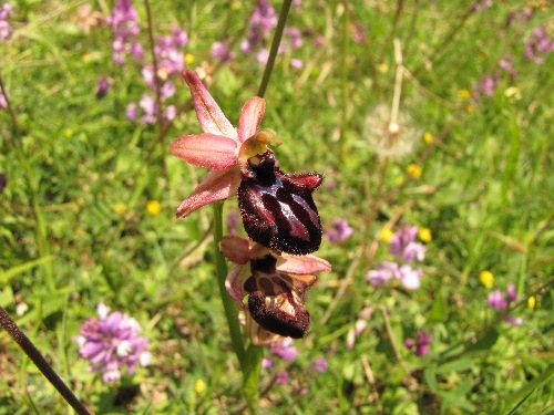 Ophrys incubacea var. dianensis01.JPG