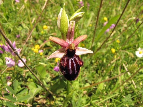 Ophrys incubacea var. dianensis02.JPG